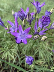Triteleia
