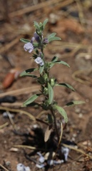 Sairocarpus cornutus