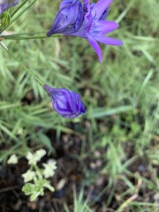 Triteleia