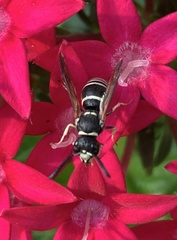 Ancistrocerus waldenii