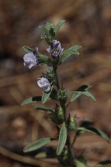 Sairocarpus cornutus