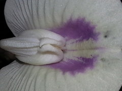 Centrosema sagittatum