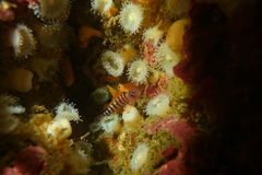 Notoclinops segmentatus