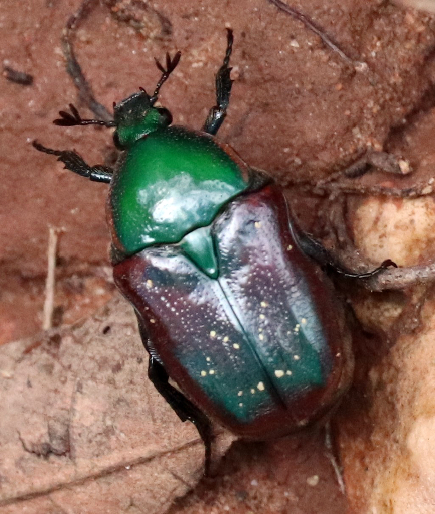 Emerald Euphoria from Upper North Prong Trail 3, Briscoe County, TX ...