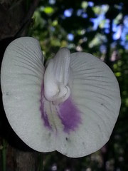 Centrosema sagittatum