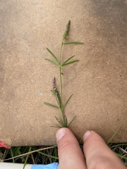 Polygala verticillata