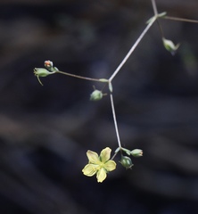 Hesperolinon bicarpellatum
