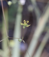 Hesperolinon bicarpellatum
