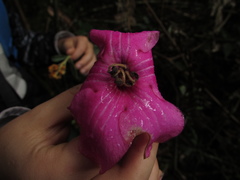 Symbolanthus anomalus