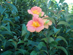 Campsis grandiflora