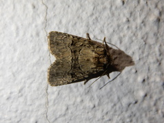 Clemathada calberlai