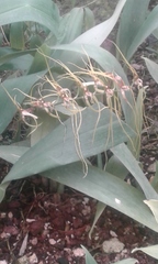 Brassia arcuigera