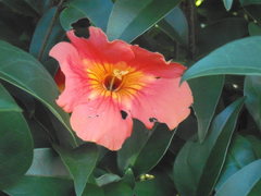 Campsis grandiflora