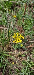 Draba aurea