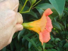 Campsis grandiflora