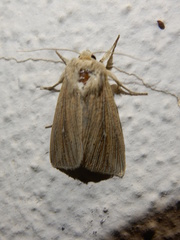 Mythimna congrua