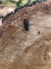 Xylotrechus nauticus