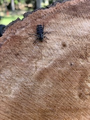 Xylotrechus nauticus