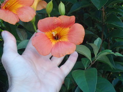 Campsis grandiflora
