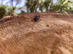 Xylotrechus nauticus