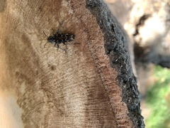 Xylotrechus nauticus