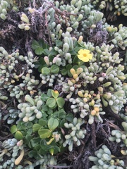 Nolana crassulifolia