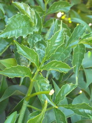 Campsis grandiflora
