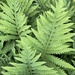 Sensitive Fern - Photo (c) pamonthego, some rights reserved (CC BY-NC)