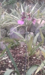 Caucaea