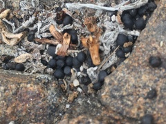 Nolana crassulifolia