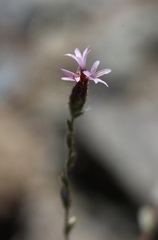 Lessingia ramulosa