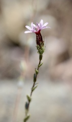 Lessingia ramulosa