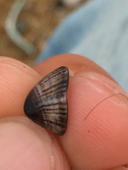 Siphonaria lessonii