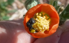 Macroteropsis