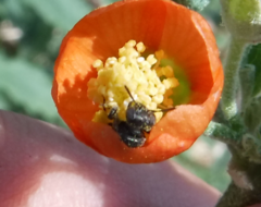 Macroteropsis