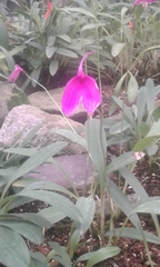Masdevallia