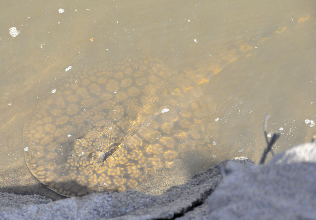 Rosette River Stingray