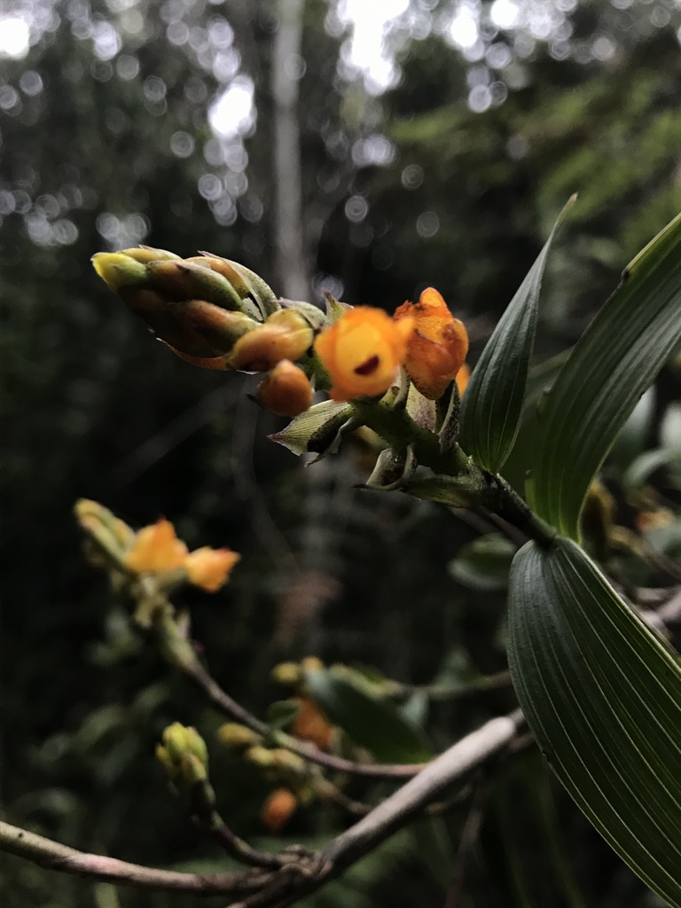 Elleanthus aurantiacus