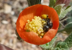 Macroteropsis