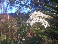 Sambucus