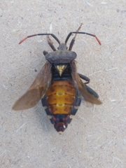 Piezogaster indecorus