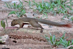 Callosciurus notatus miniatus