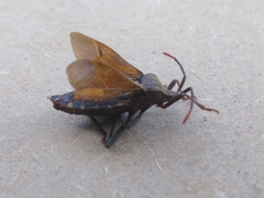 Piezogaster indecorus