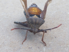 Piezogaster indecorus