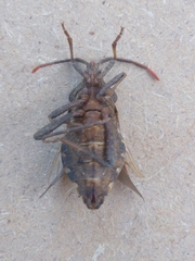 Piezogaster indecorus