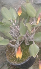 Restrepia antennifera