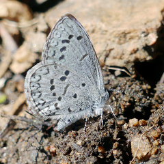 Celastrina echo sidara