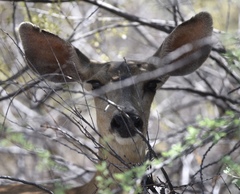 Odocoileus hemionus eremicus