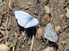 Celastrina echo sidara