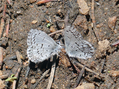 Celastrina echo sidara